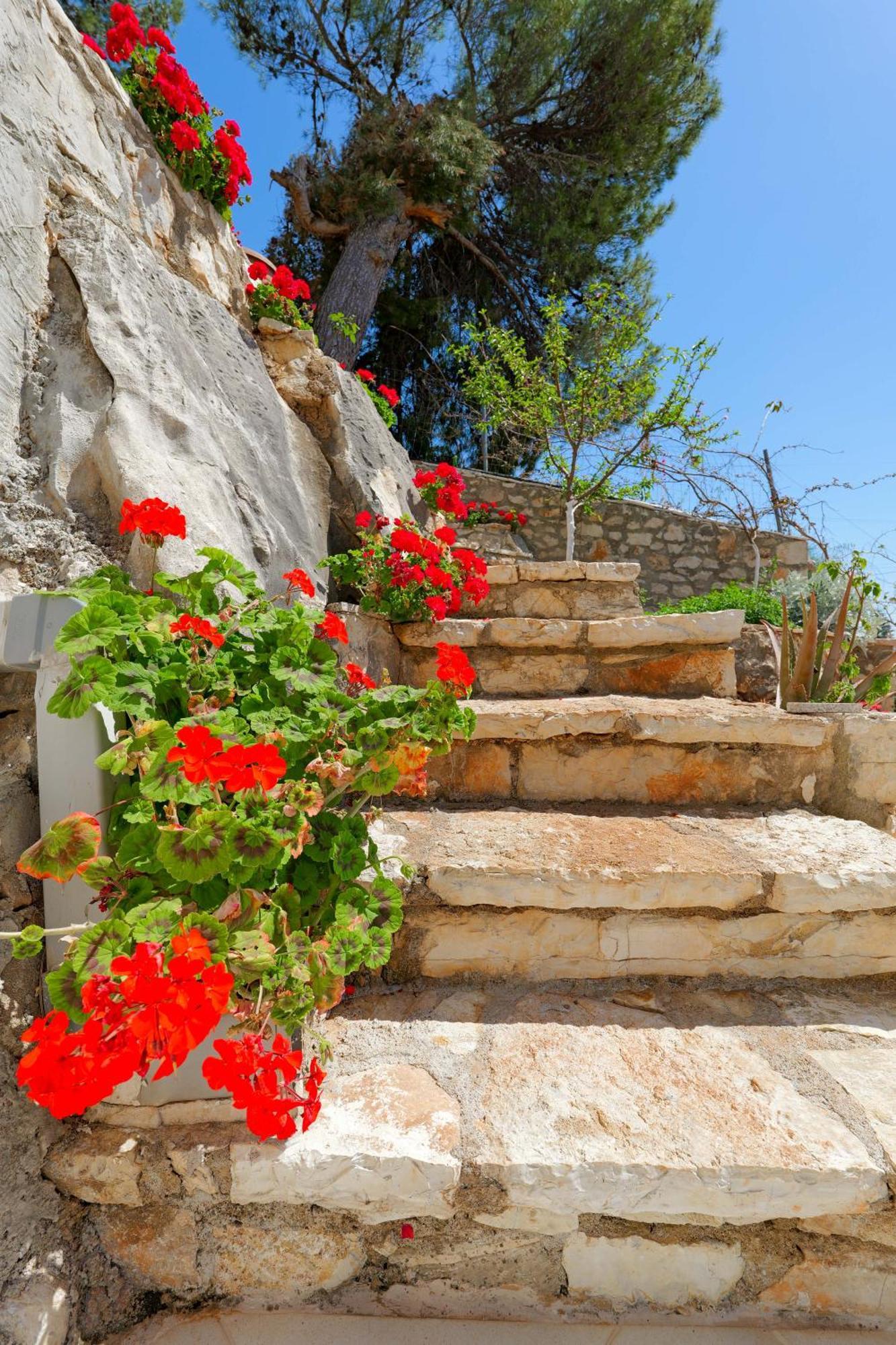Flower * Sarandë